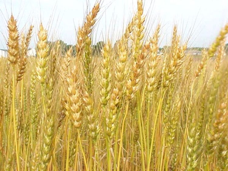 Srpska pšenica među najskupljim u Evropi