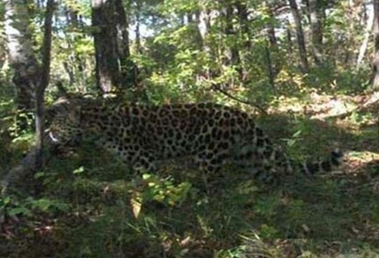 Amurski leopard prvi put snimljen od 1949. godine