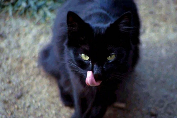 slika mačke crne djevojke