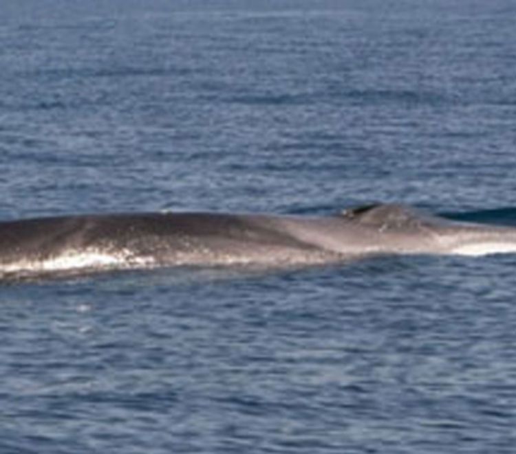 Veliki kit viđen kod Visa