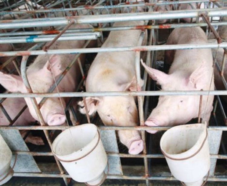 Novi propisi o gajenju svinja u EU smanjiće proizvodnju