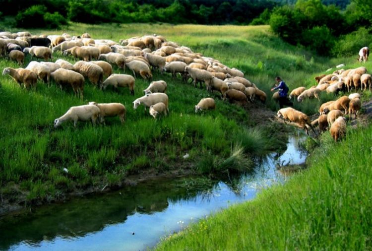 Mladi Italijani hrle u pastire