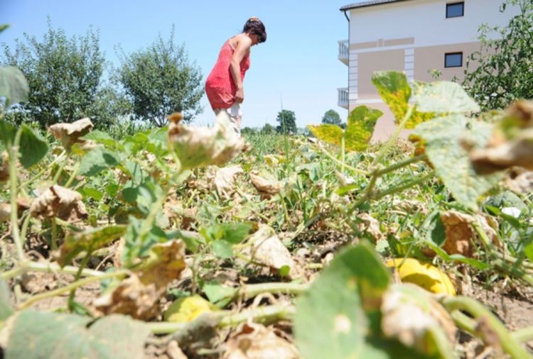 Alarmantno: BiH očekuje gladna godina