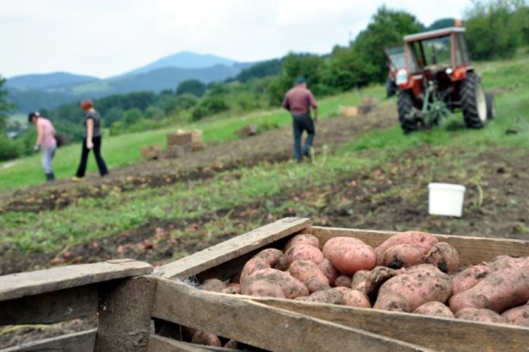 Zbog nerada vlasti, BiH naredne dvije godine ne može izvoziti krompir
