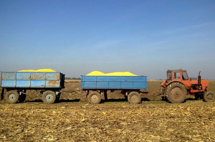 Aflatoksin zaledio prodaju kukuruza