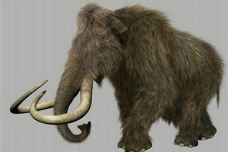 Ruski naučnici će klonirati mamuta?