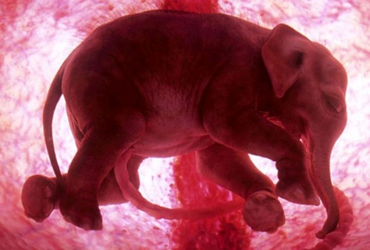 Fotografije koje oduzimaju dah: Bebe životinja unutar maternice