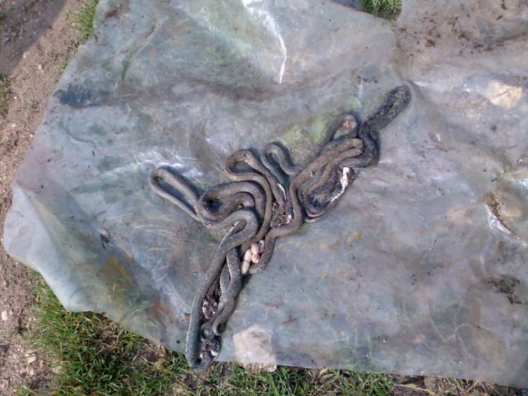 Ubili šest zmija u dvorištu
