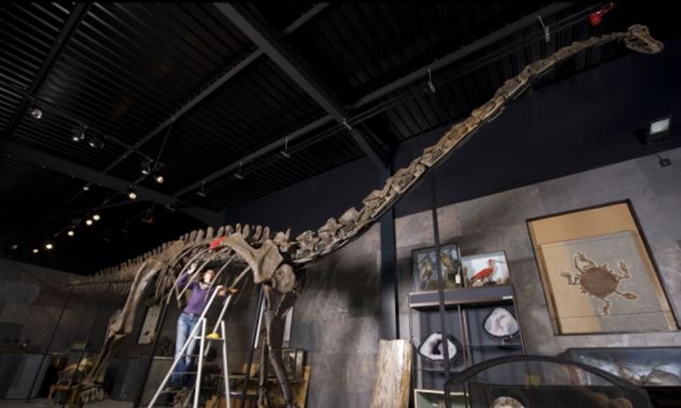  Skelet dinosaurusa "Misti" prodat za 400.000 funti