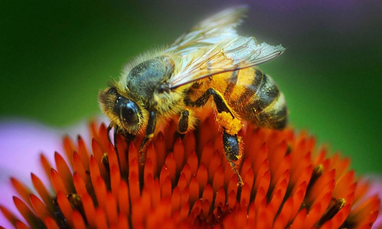 Saznajte gdje najviše boli ubod pčele