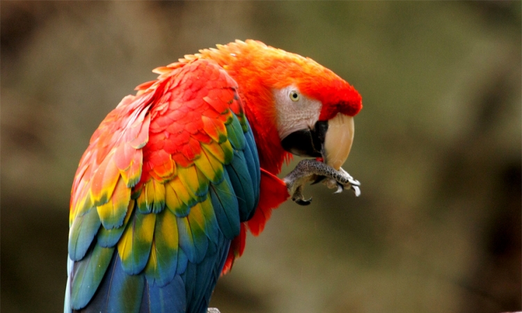  Šri Lanka u potrazi za predsjednikovim odbjeglim papagajima