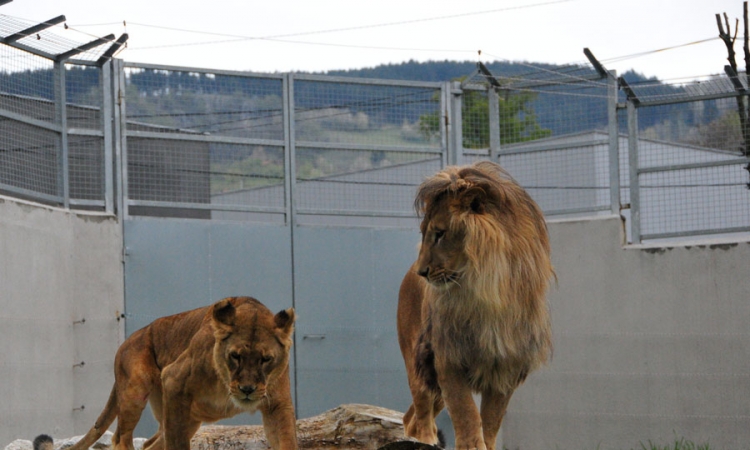 Sarajevski lav i lavica konačno u ljubavi