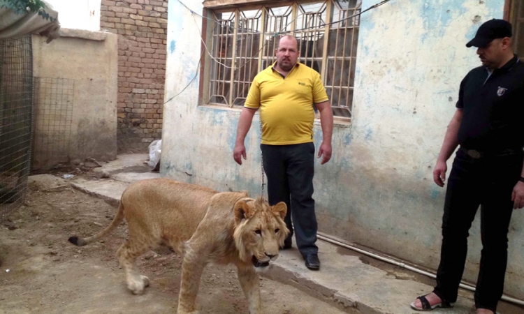 Iranac drži dva lava u dvorištu