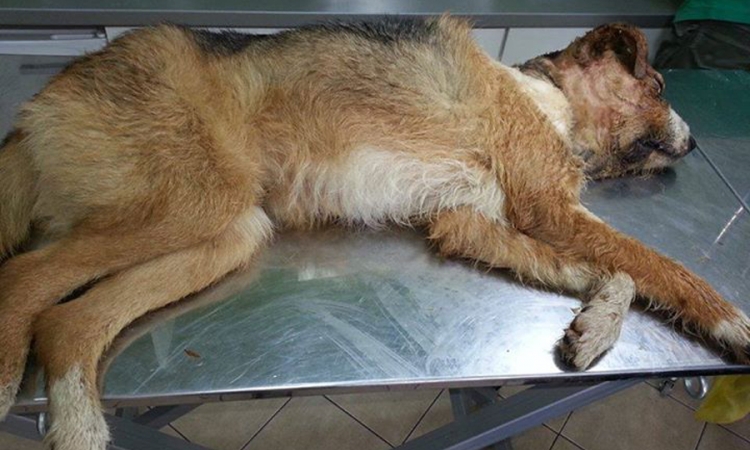 Užas u Kotor Varošu: Pas pretučen na smrt