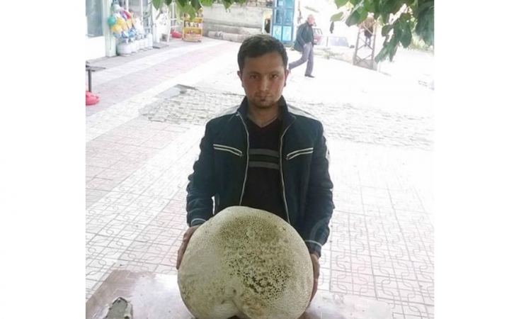 Turska: Pronađena divovska gljiva teška osam kilograma
