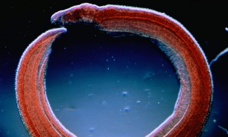 Naučnici pronašli jaje parazita staro 6.200 godina