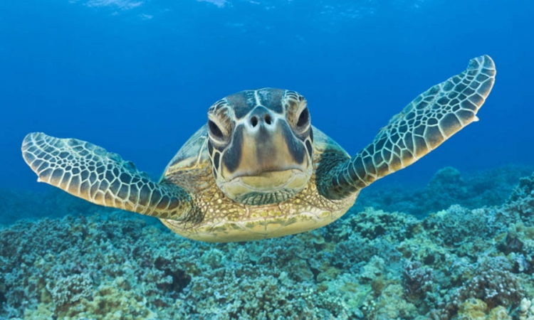 Zelena morska kornjača svjetska putnica