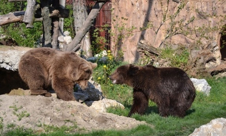 Medvjedi uništili njivu u Bastasima