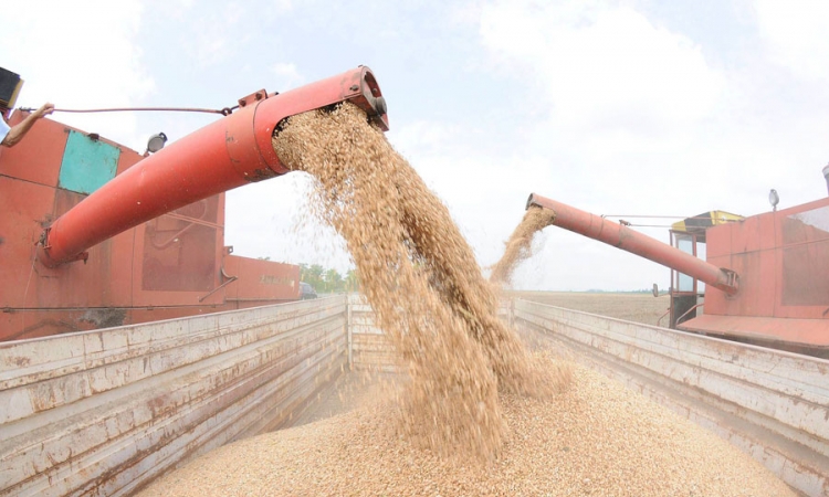 Zbog slabog roda pšenice moguće povećanje cijena brašna