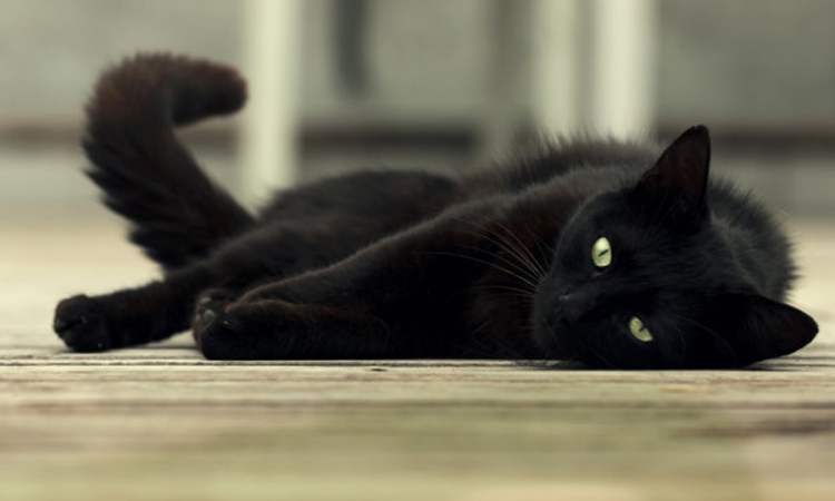 Odbacuju crne mačke jer nisu fotogenične