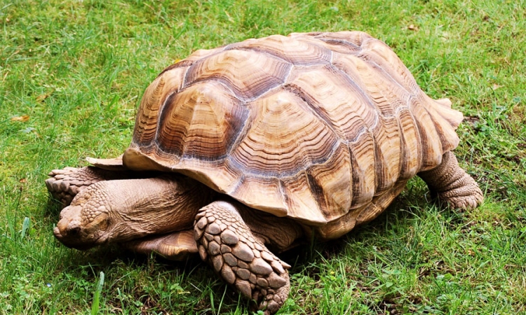 Policija "privela" kornjaču nakon kratke potjere