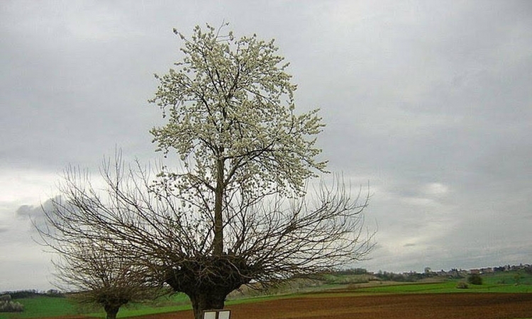 Drvo višnje raste na dudu