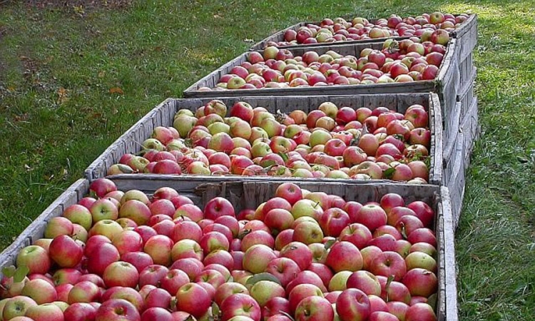  Rusi traže i tri puta više jabuka nego što voćari imaju