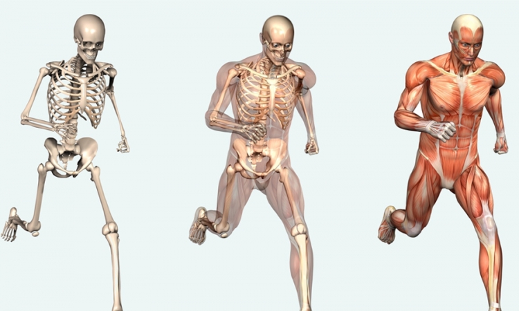 Deset stvari koje je dobro znati o ljudskom tijelu
