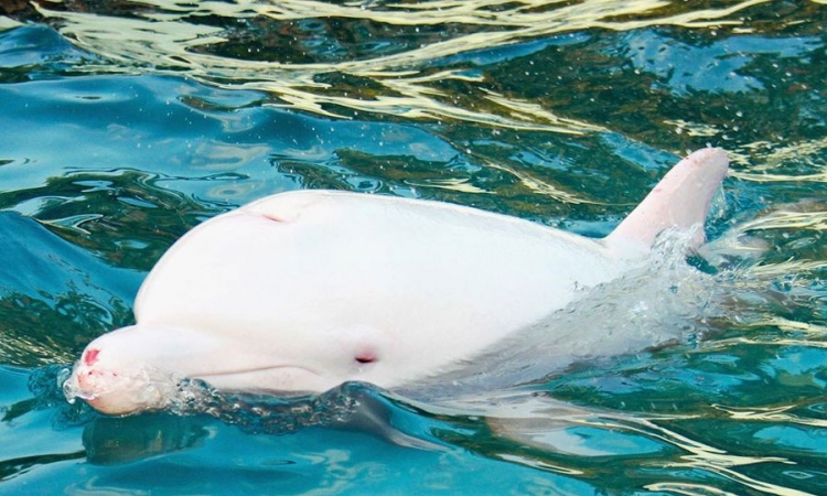 Albino delfin primjećen u Jadranu