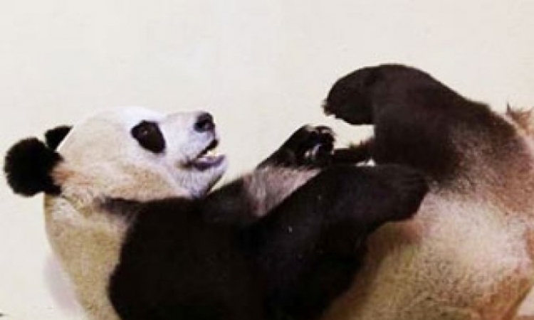 Panda lažirala trudnoću da bi je više mazili?