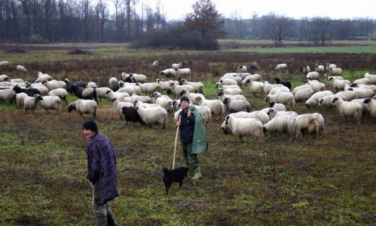 Kako ovčarski pas kontroliše stado