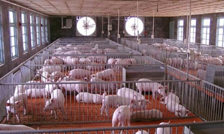  Italijani hoće da uzgajaju 50.000 svinja u Srbiji