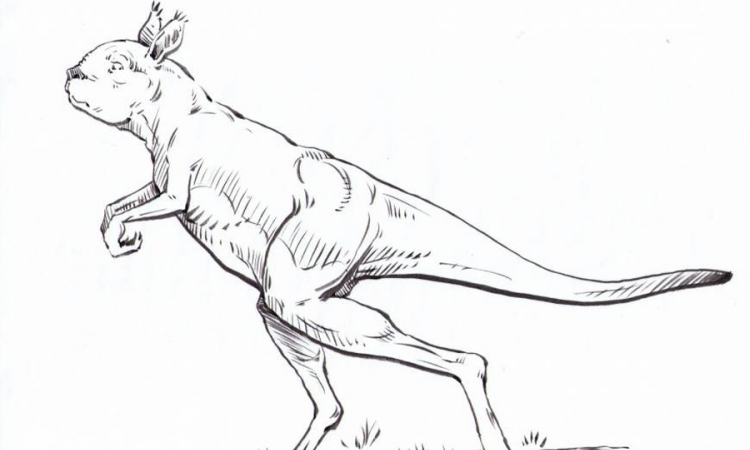 Preci današnjih kengura nisu skakali, već hodali