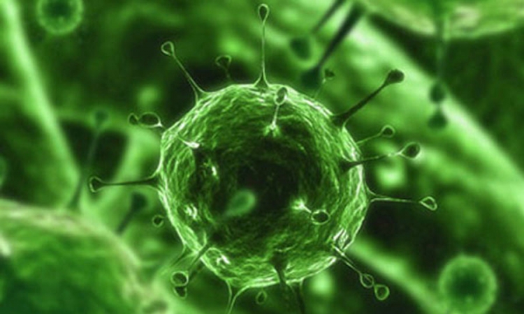Pacovi u Njujorku nosioci najmanje 18 novih virusa