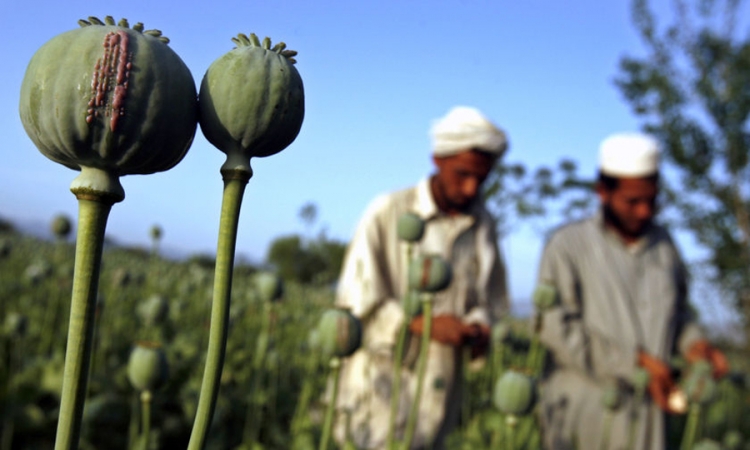 Amerika šokirana nivoom uzgoja opijumskog maka u Avganistanu