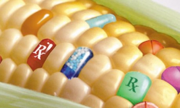 EU korak bliže zabrani GMO