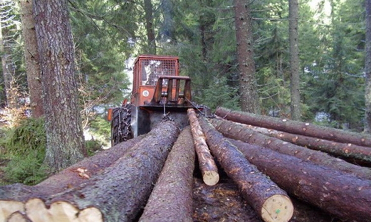 Smanjena proizvodnja šumskih sortimenata za 14 odsto