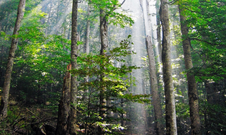 Ostvaren plan uzgoja i zaštite šuma