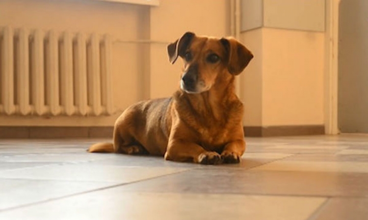 Pas već dvije godine čeka vlasnika koji se neće vratiti