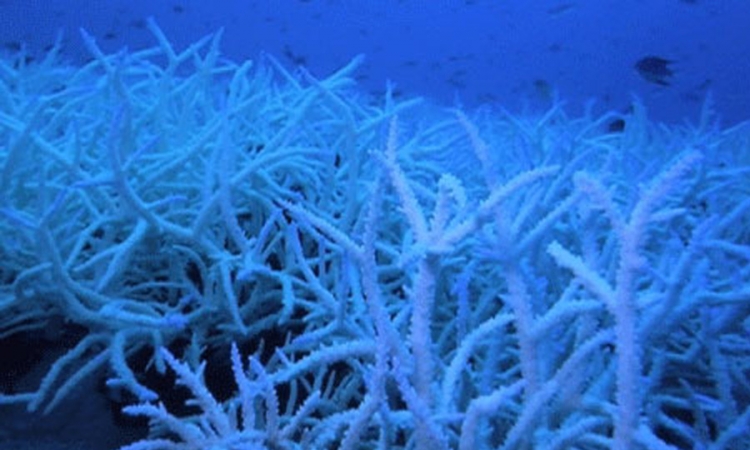 Izbjeljivanje korala posljedica zagrijevanja Pacifika