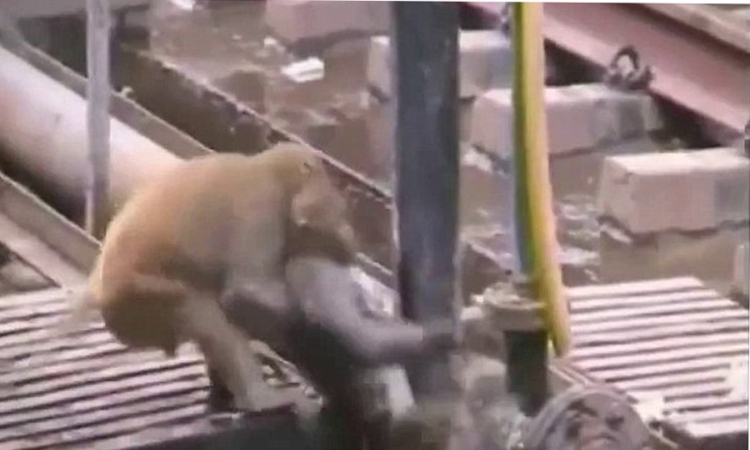 Majmun 20 minuta oživljavao svog prijatelja nakon što ga je udarila struja