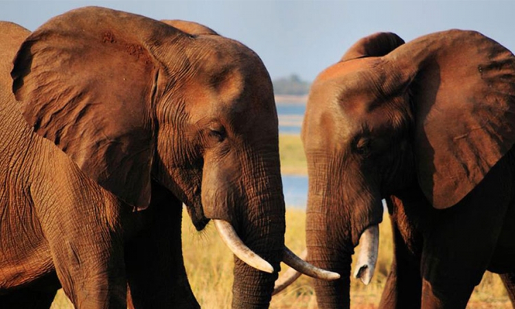 Izvoz slonova izvor prihoda za Zimbabve