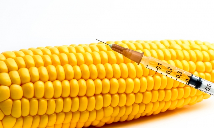 Na GMO pozitivno 67 odsto uzoraka