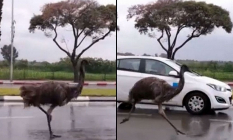 Ptica emu trčala po cesti u Izraelu