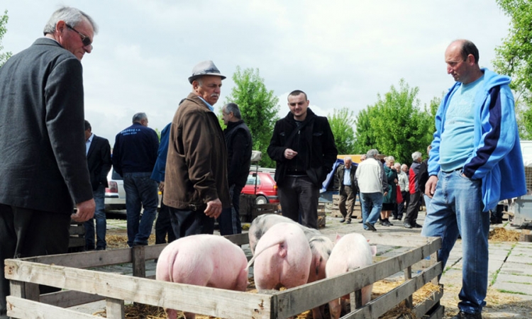 RS otkupljuje 6.500 svinja