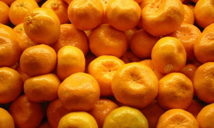 Rast prinosa mandarina i limuna