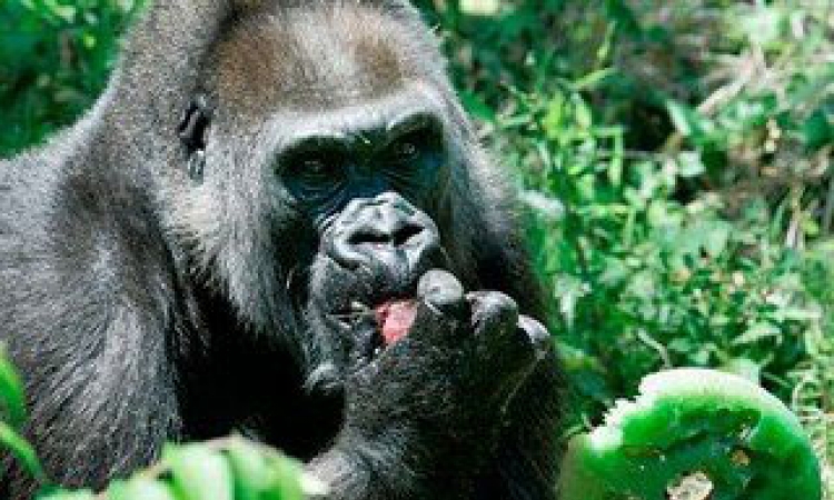 Sidu su ljudima prenijele gorile