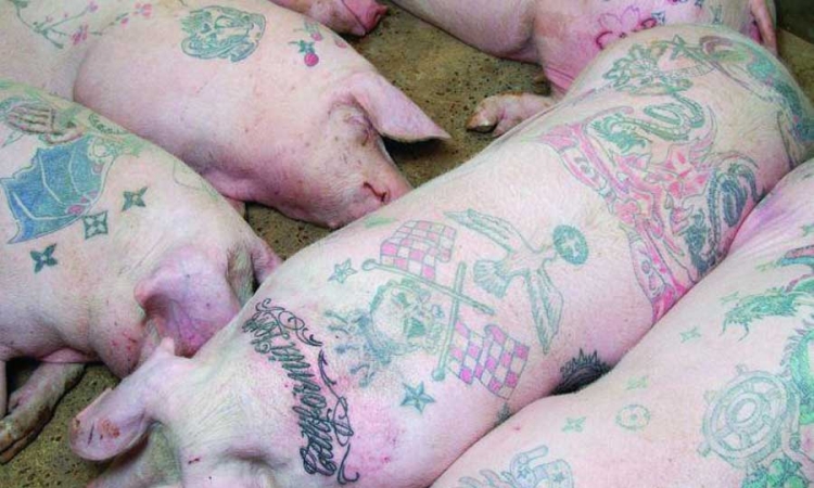 Tetovirane svinje hit u Kini