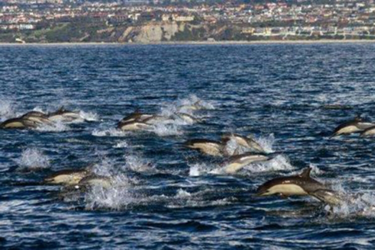 Delfini doplivali u Boku Kotorsku