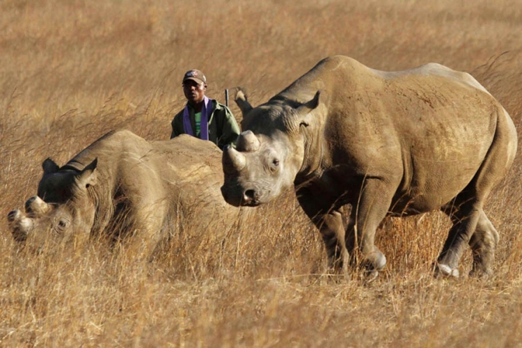 Afrički nosorozi novi američki "imigranti"?
